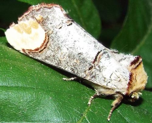 Phalera bucephala