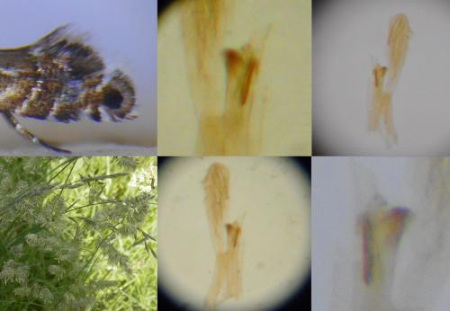 Réf. 258 197 : Glyphipterix simpliciella