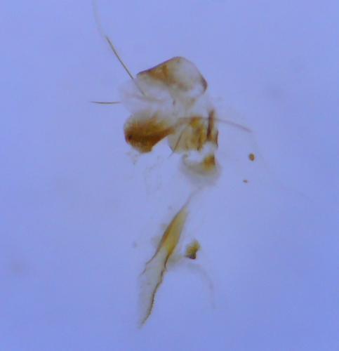 Réf. 258 251 : Epirrhoe rivata
