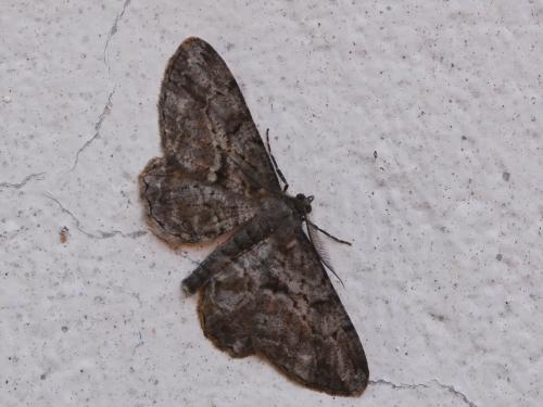 Peribatodes rhomboidaria