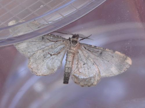 Peribatodes rhomboidaria