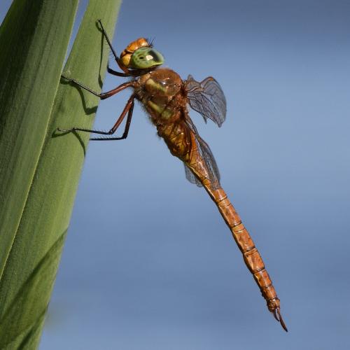 Aeshna isoceles