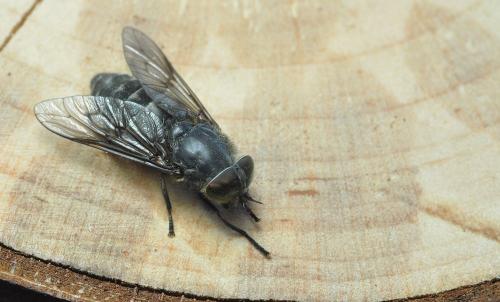 Réf. 258 744 : Hybomitra bimaculata