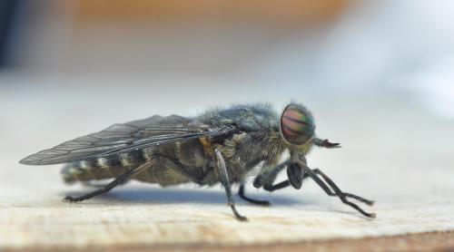 Réf. 258 742 : Hybomitra bimaculata