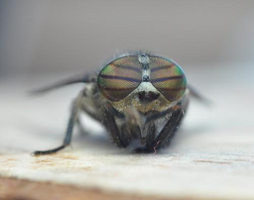 Réf. 258 743 : Hybomitra bimaculata