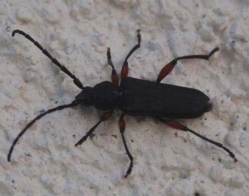 Ropalopus femoratus