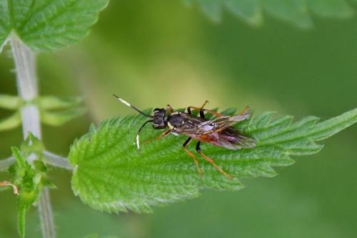 Tenthredo balteata