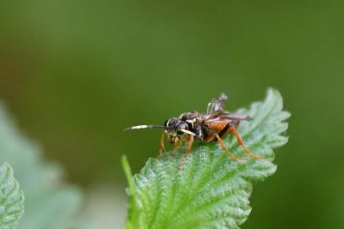 Tenthredo balteata