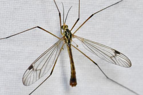 Nephrotoma quadrifaria