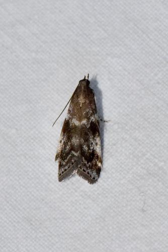Assara terebrella