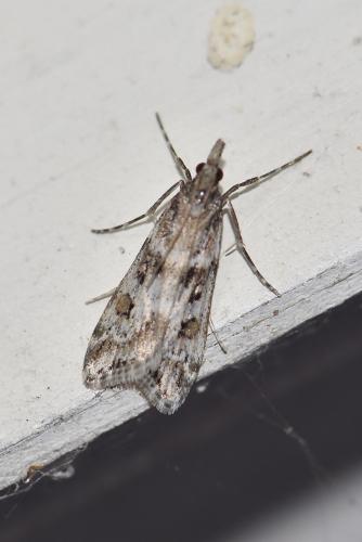 Réf. 258 916 : Eudonia angustea