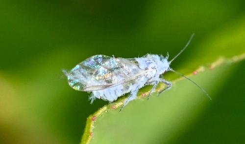 Réf. 258 442 : Phyllaphis fagi