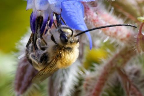 Eucera sp.