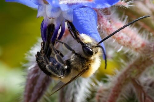 Eucera sp.