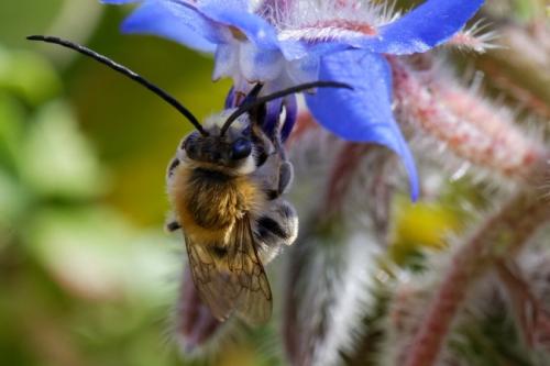 Eucera sp.