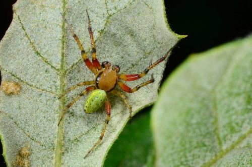 Araniella sp.