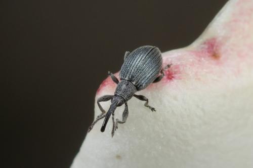 Réf. 258 475 : Ceratapion sp.