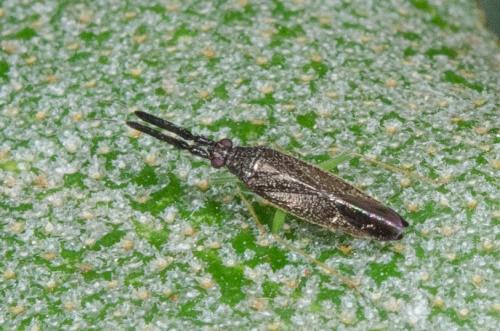 Réf. 258 495 : Heterotoma planicornis