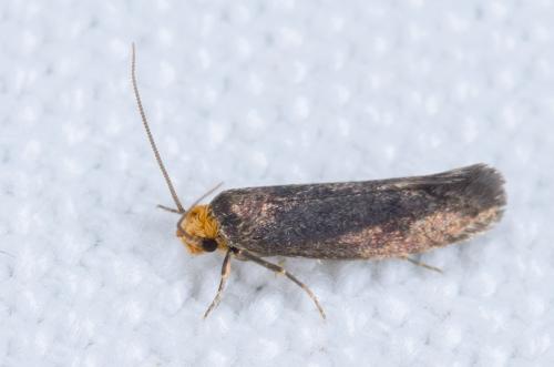 Cephimallota crassiflavella