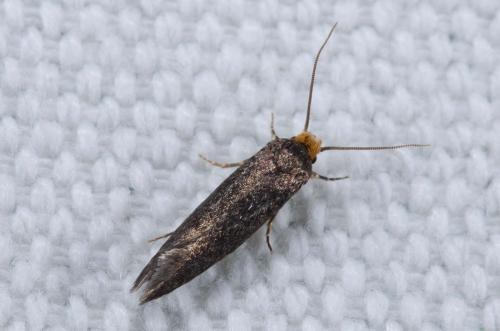 Cephimallota crassiflavella