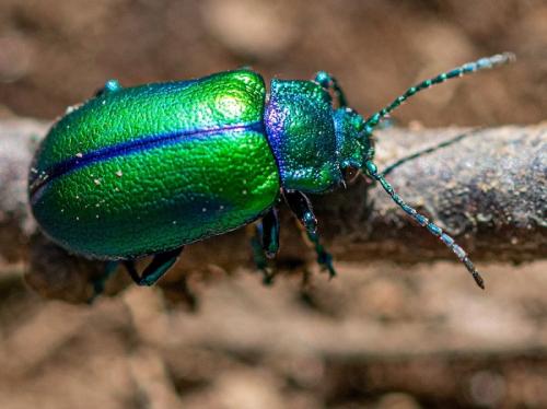 Réf. 258 015 : Oreina cacaliae