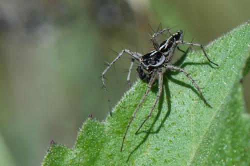 Oxyopes heterophthalmus