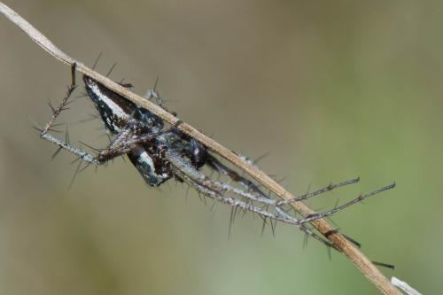 Oxyopes heterophthalmus