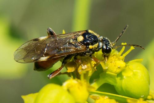 Tenthredopsis stigma