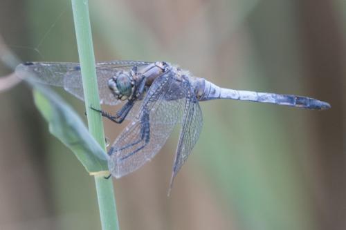 Orthetrum cancellatum