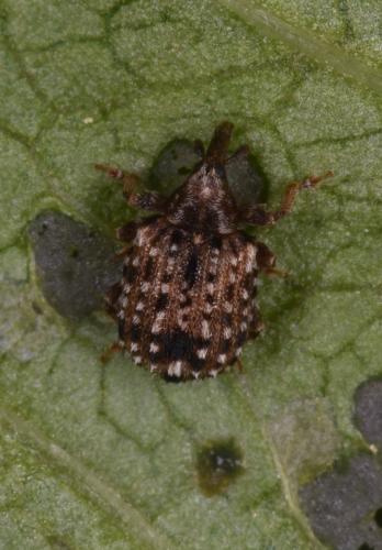 Réf. 258 361 : Cleopus pulchellus