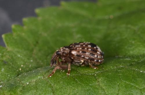 Cleopus pulchellus