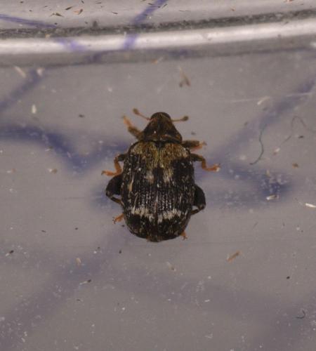 Orchestes hortorum