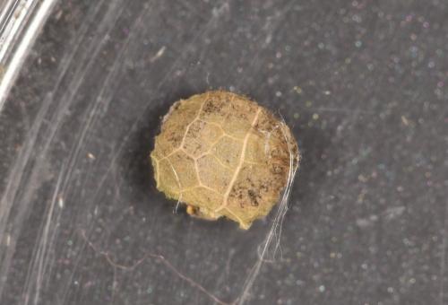 Orchestes hortorum