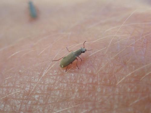 Danacea sp.