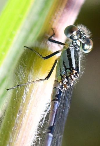 Erythromma lindenii