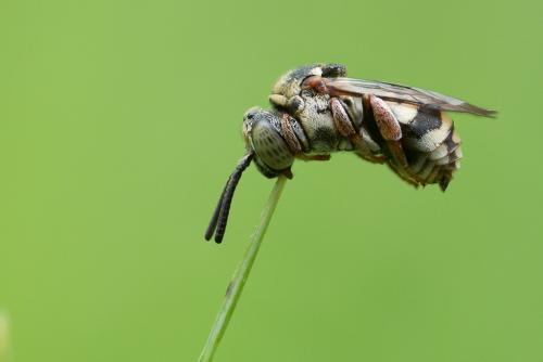Réf. 258 683 : Epeolus sp.