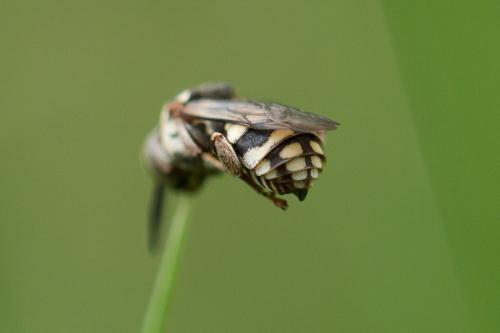 Réf. 258 684 : Epeolus sp.