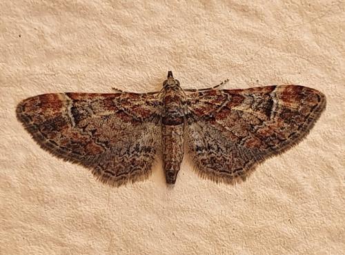 Réf. 258 855 : Gymnoscelis rufifasciata