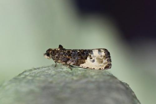Réf. 258 730 : Hedya nubiferana