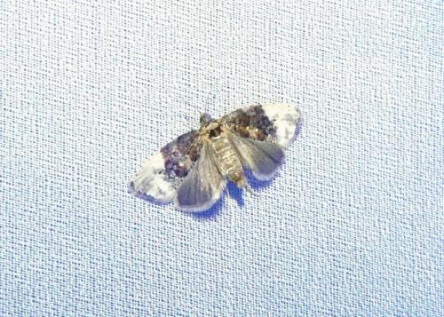 Hedya nubiferana