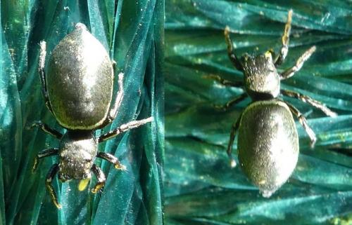 Heliophanus (aeneus-auratus)