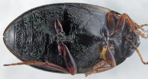 Hydroporus planus