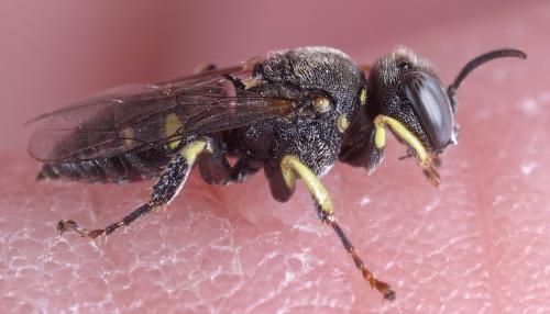Oxybelus latro