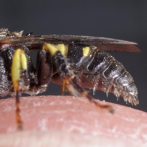 Oxybelus latro