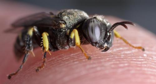 Oxybelus latro