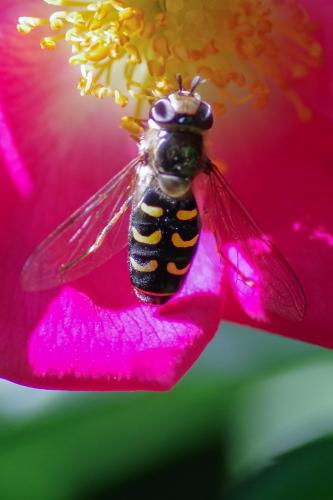 Réf. 258 302 : Scaeva selenitica