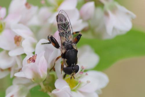 Réf. 258 006 : Syritta pipiens