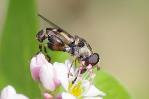Syritta pipiens