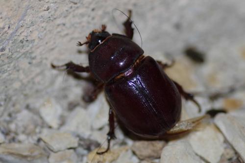 Réf. 258 058 : Oryctes nasicornis