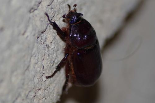 Réf. 258 057 : Oryctes nasicornis